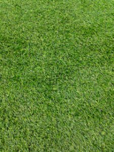 Green, Texture, Field