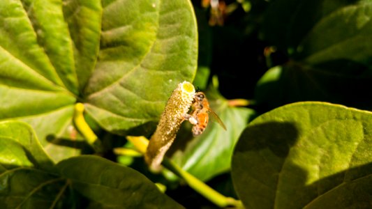 Macro, Closeup, Garden
