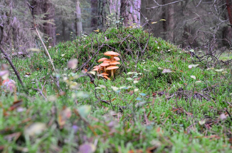 Mushroom picking nature moss