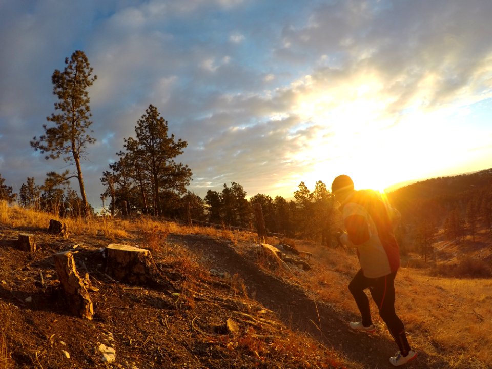 Rapid city, United states, Pine trees