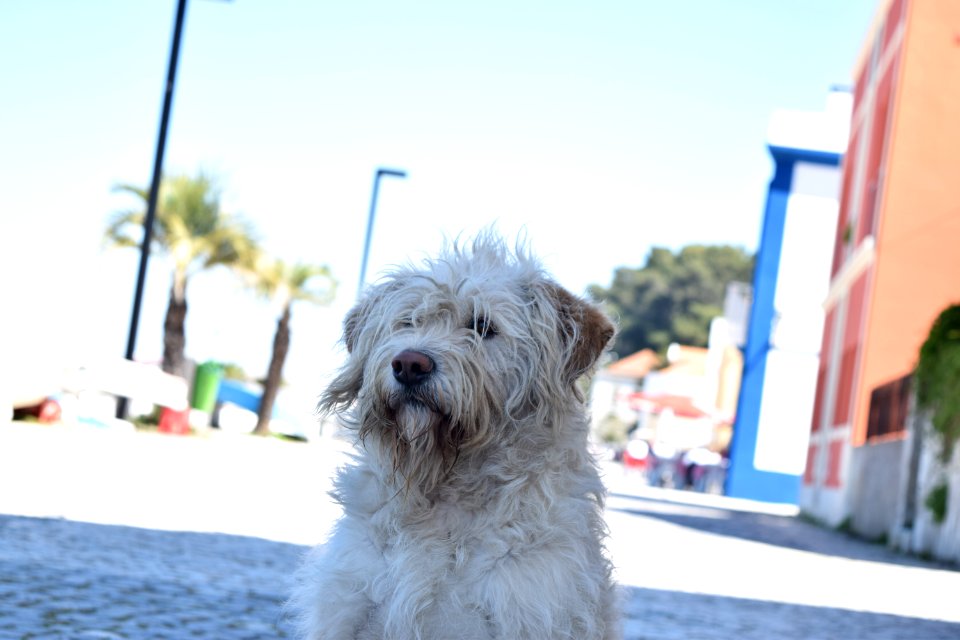 Dog