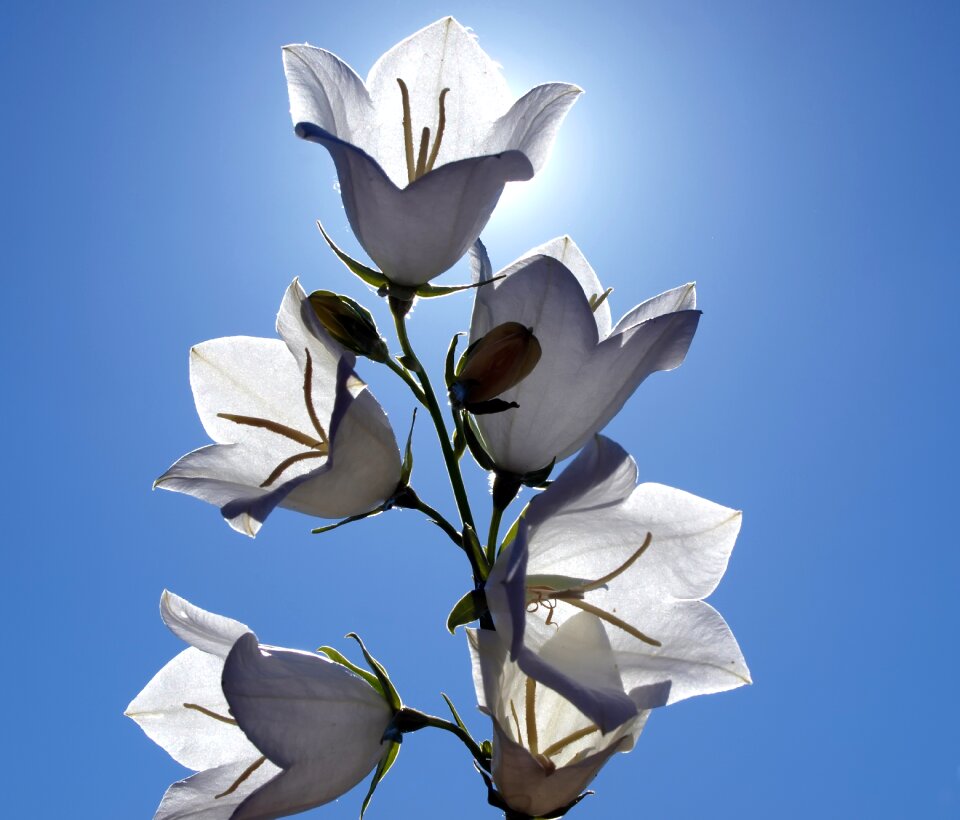 Garden plant blossom
