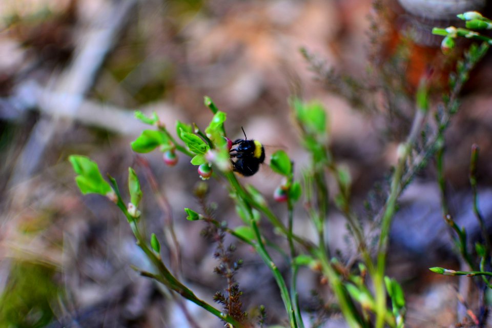 Bokeh, Humblebee, Bumblebee