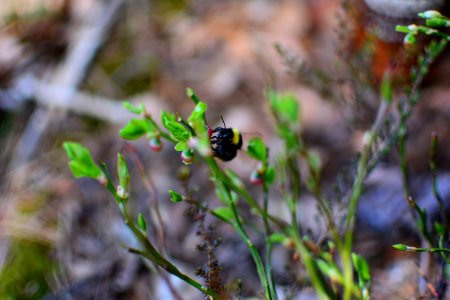 Bokeh, Humblebee, Bumblebee