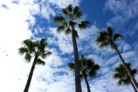 Orl, United states, Palm tree