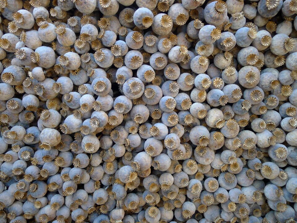 Poppy poppy capsules close up