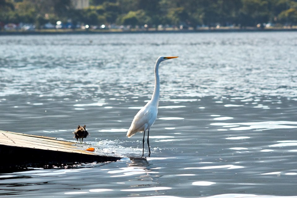 Lake, Bird