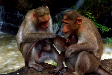 Forest, Monkey family, Monkey photo