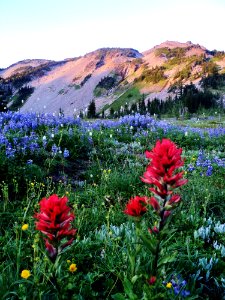 Goat rocks wilderness, United states, Wildflowers