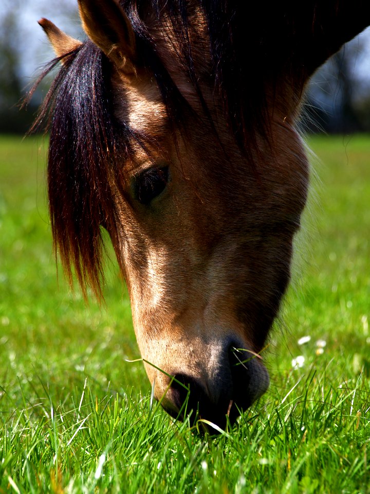 Wild animal, Eating, Feeding
