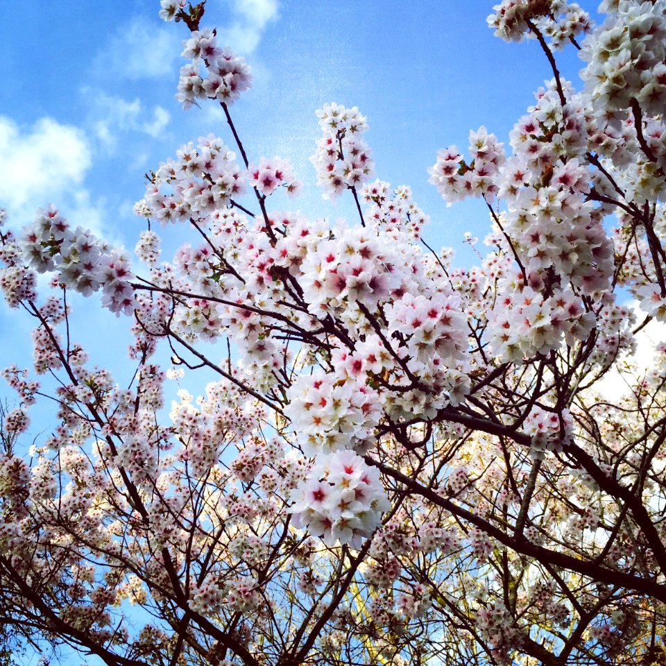 Roath park, Sky, Tree