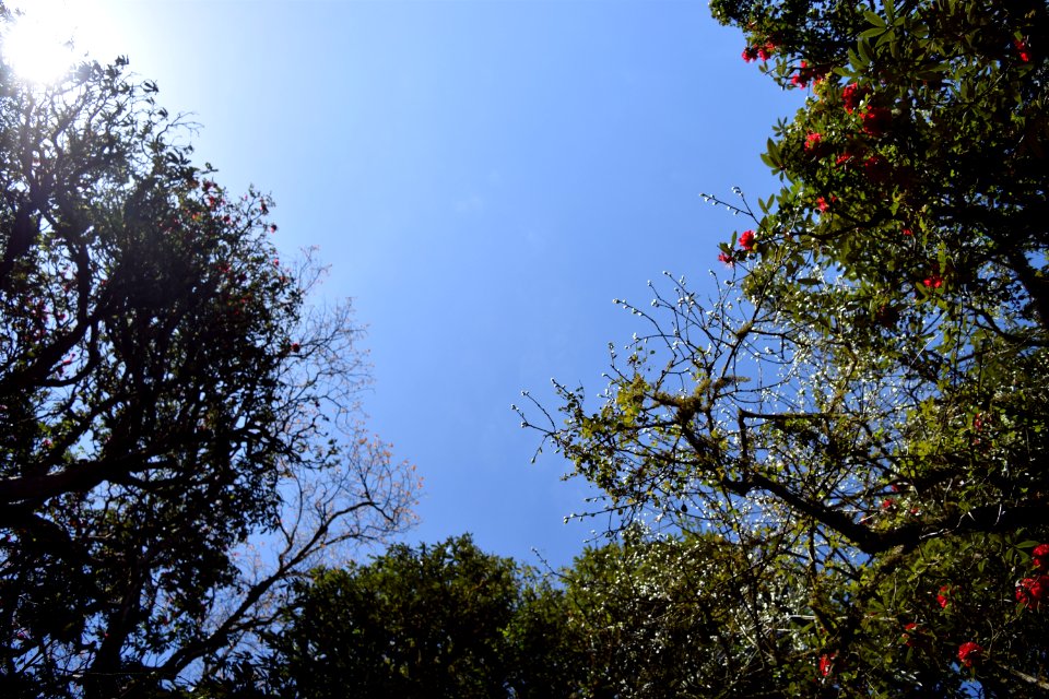 Nepal, Green, Blue