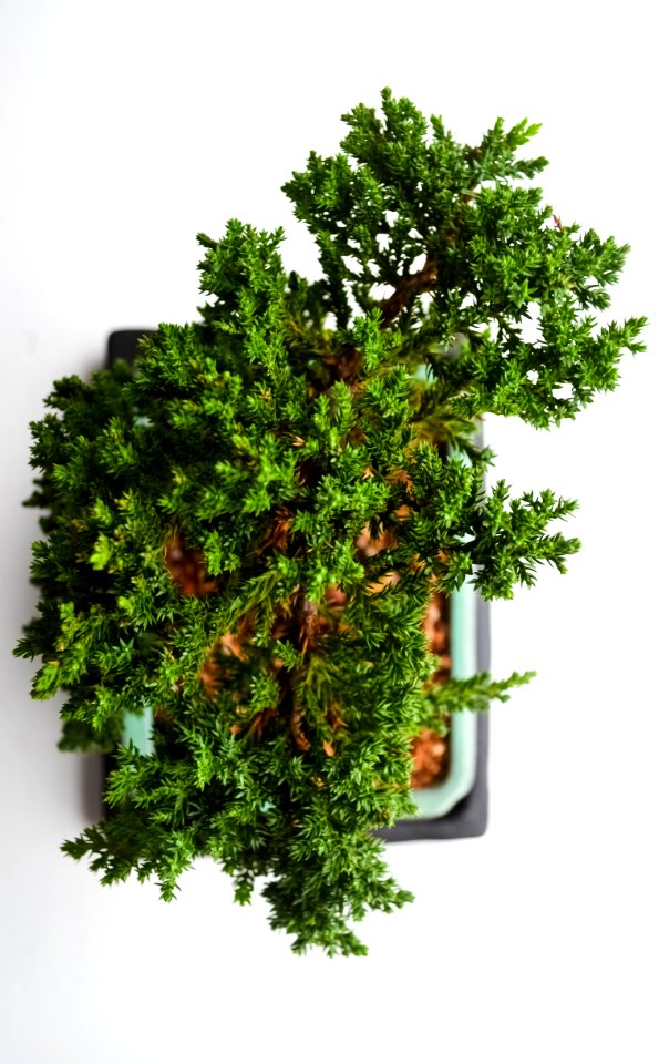 Tree, Green, Potted plant