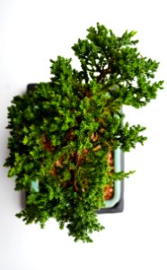 Tree, Green, Potted plant photo