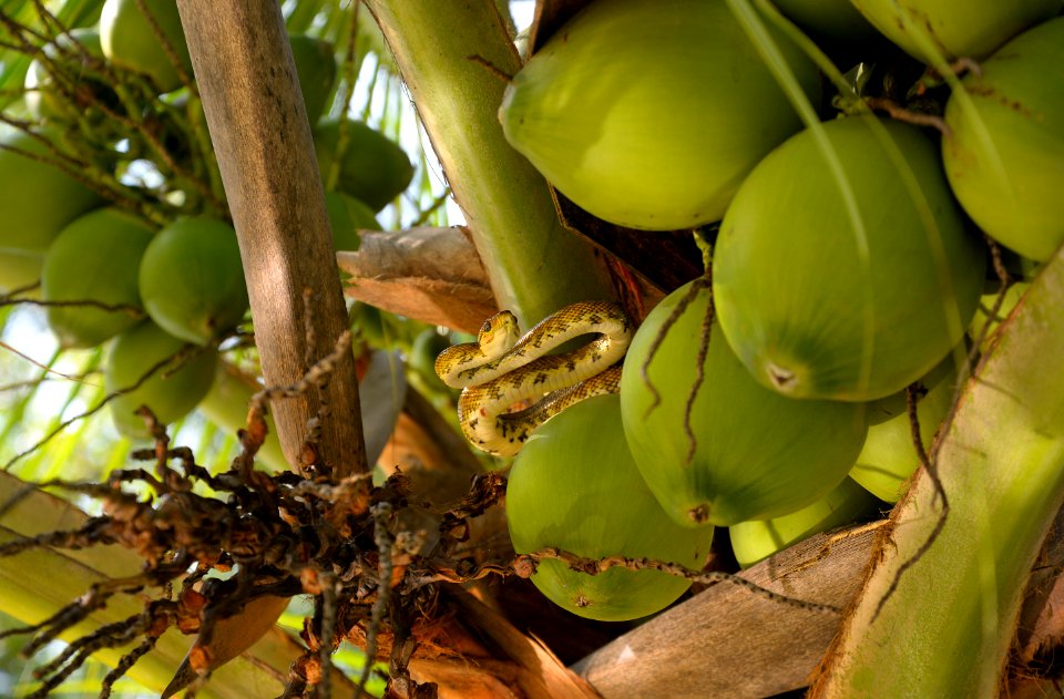 Costa rica, Colorful, Snake