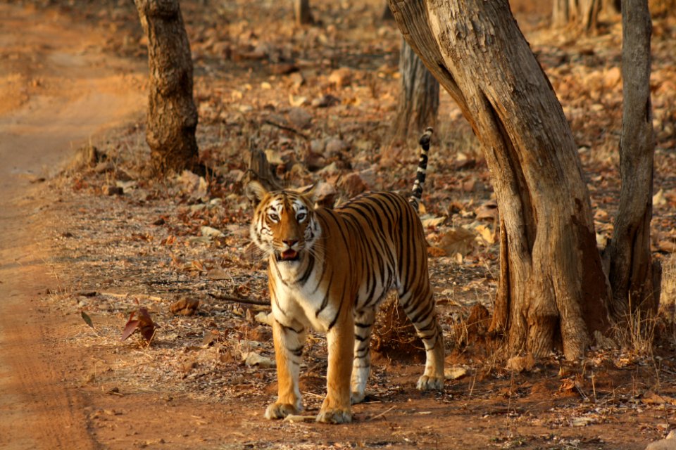 India, Kolara gate, Tekadi m