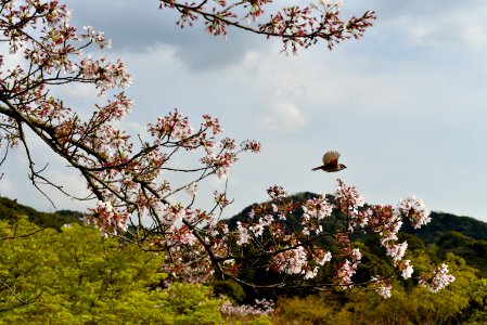 Kyoto, Japan, Fast shutter speed