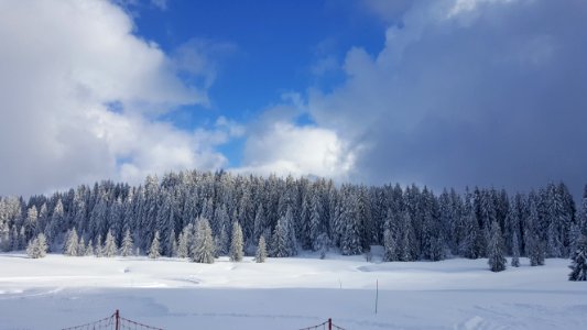 Savoie, France, Sapin enneig