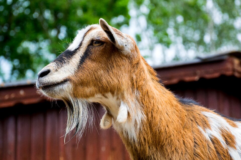 Petting zoo goatee nature