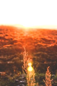 Orange, Moring, Wheat