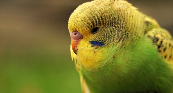 Yellow green and yellow budgie green-yellow bird
