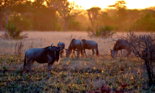 Sunset, Safari, Tanzania