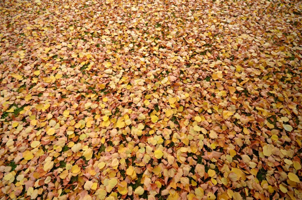 Reghin, Romania, Autumn
