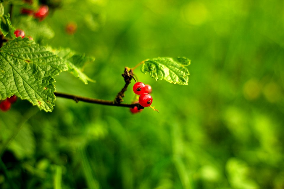 Green, Nature, Berries