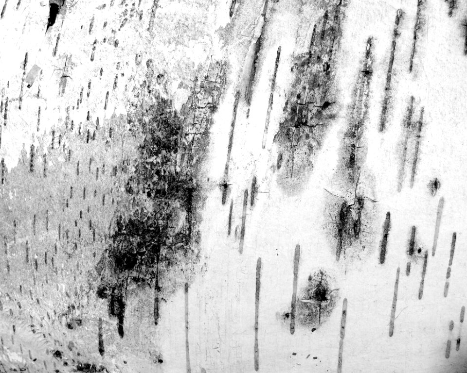 Black  white, Tree, Bark