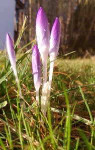 Morgentau violet early bloomer photo