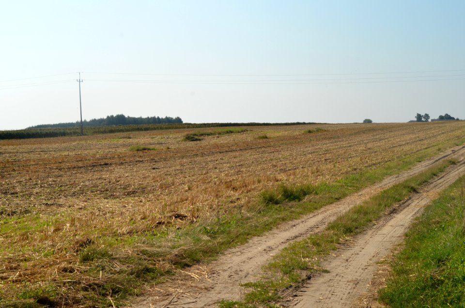 Pol, Czstochowa, Tree