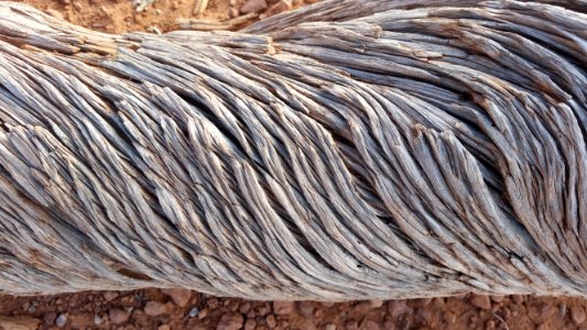 Desert, Bark, Juniper