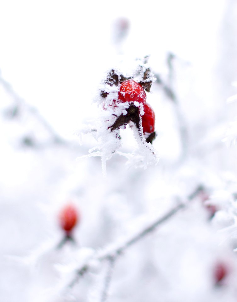 Ice, Detail, Rose hip
