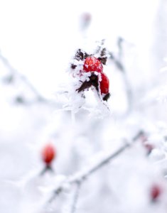 Ice, Detail, Rose hip photo