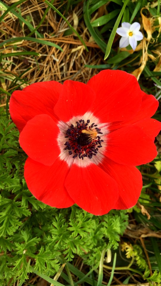 Williamsburg, Virginia, United states