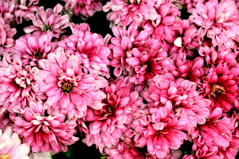 Skogn, Norway, Flowers
