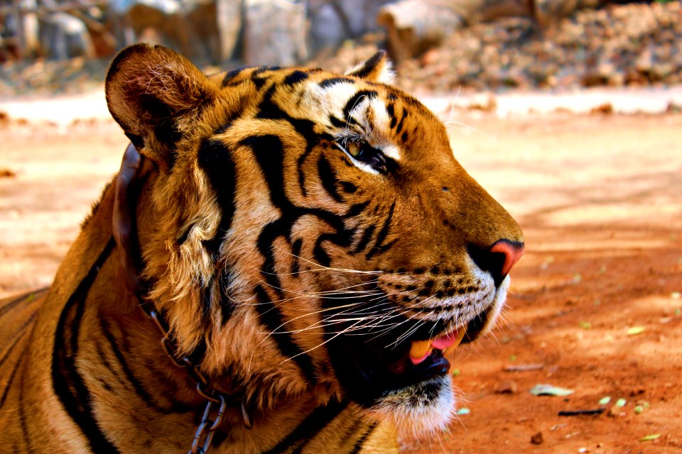 Kanchanaburi, Thailand, Animal
