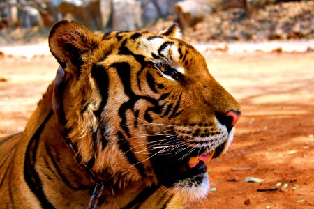 Kanchanaburi, Thailand, Animal