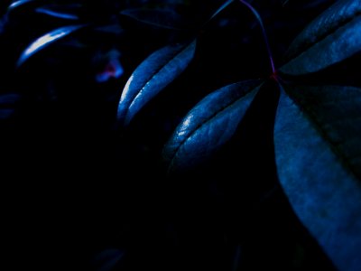 Night, Bush