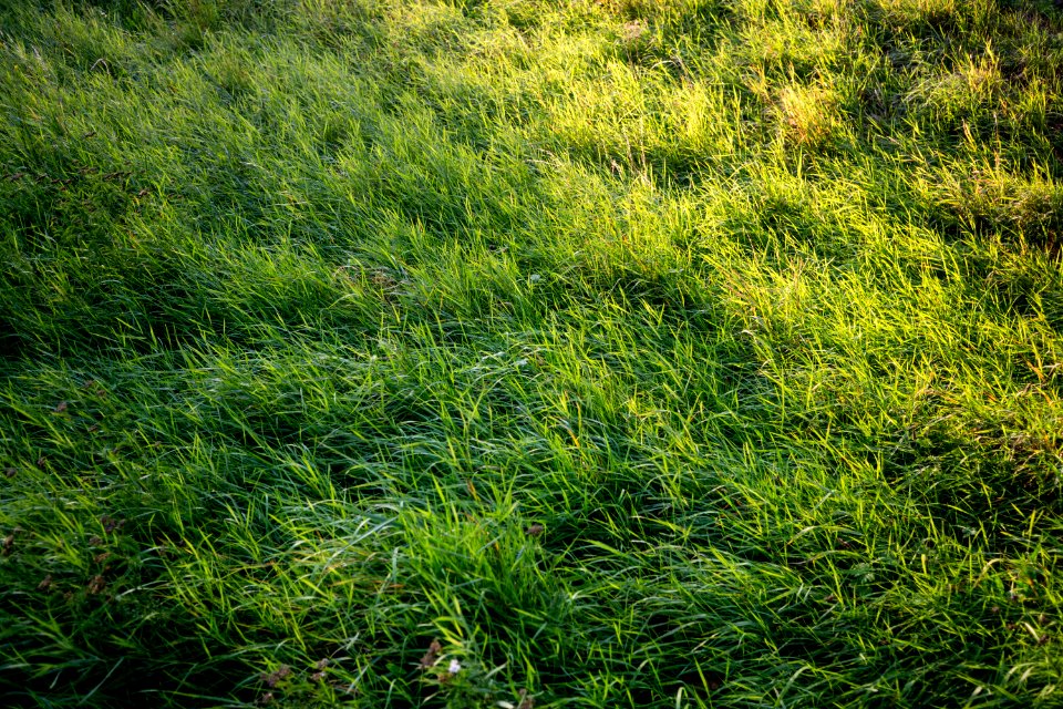 Summer, Field, Green
