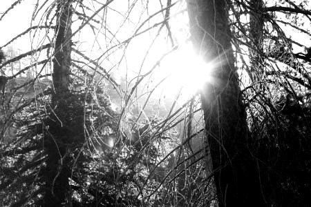 Yosemite valley, United states, Sunburst photo