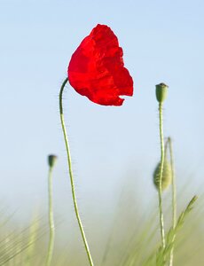 Flower corn meadow photo