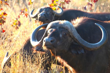 shallow focus photo of black water buffalo