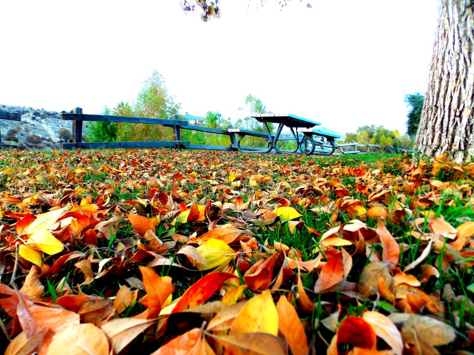 Fall, Hart park, Bakersfield