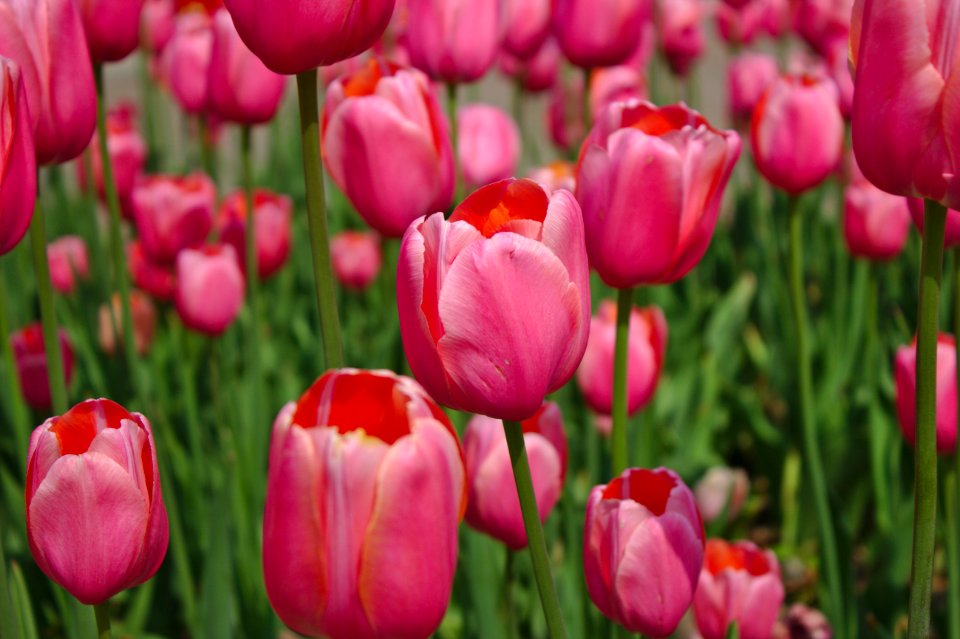 Holl, United states, Flowers