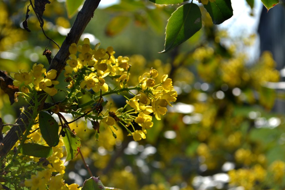 Ostrava, Czech republic, Floret
