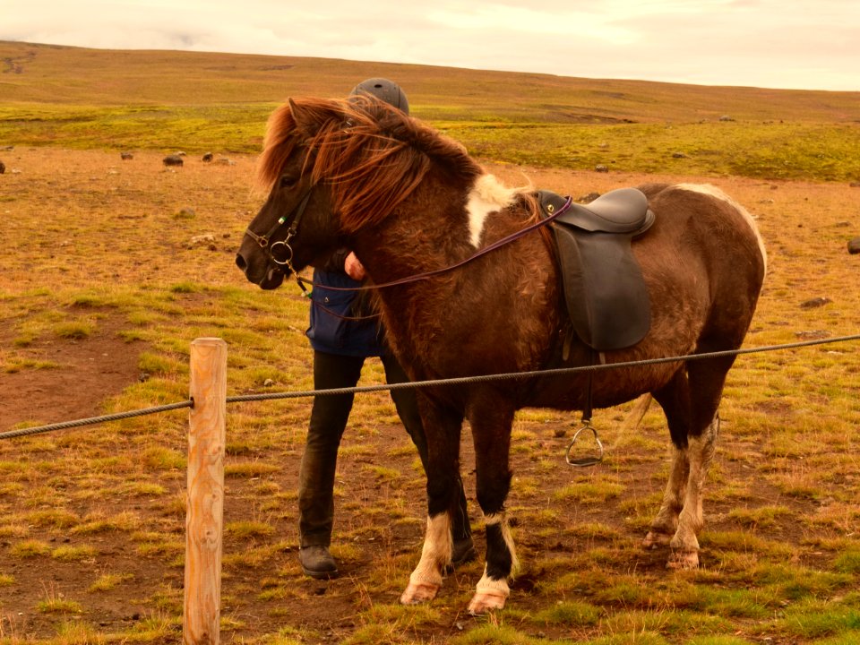 Rider, Animals, Horse