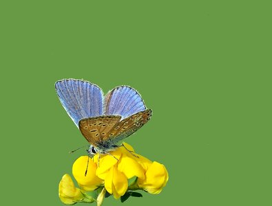 Polyommatus icarus butterflies lycaenidae photo