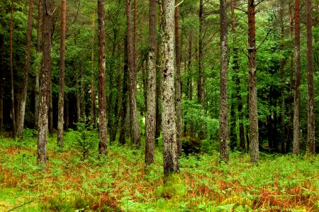 Scotl, United kingdom, Lost