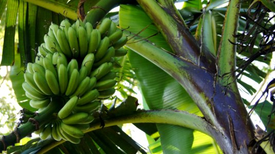 Ecuador, La casa del suizo, Tena